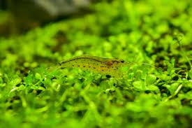 amano shrimp