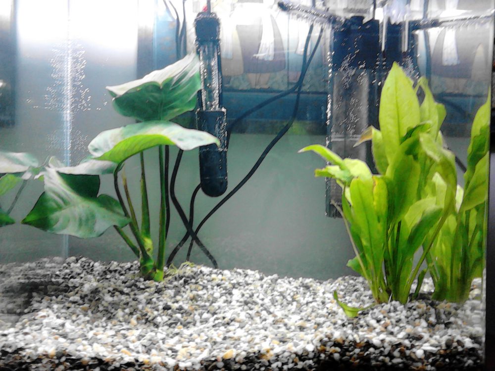 Best Aquarium Heater