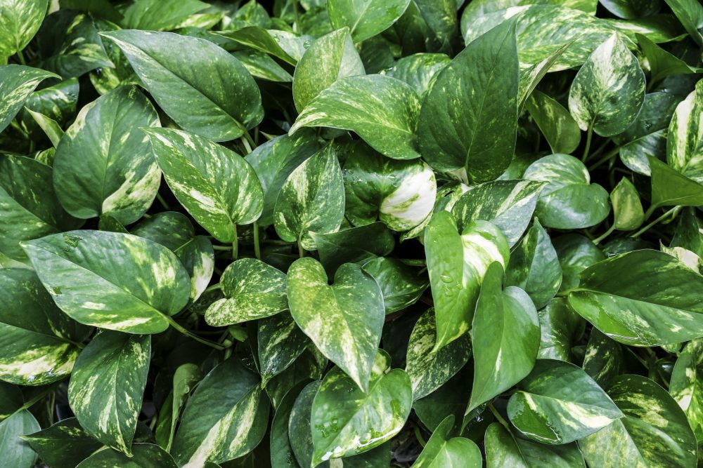 pothos in aquarium