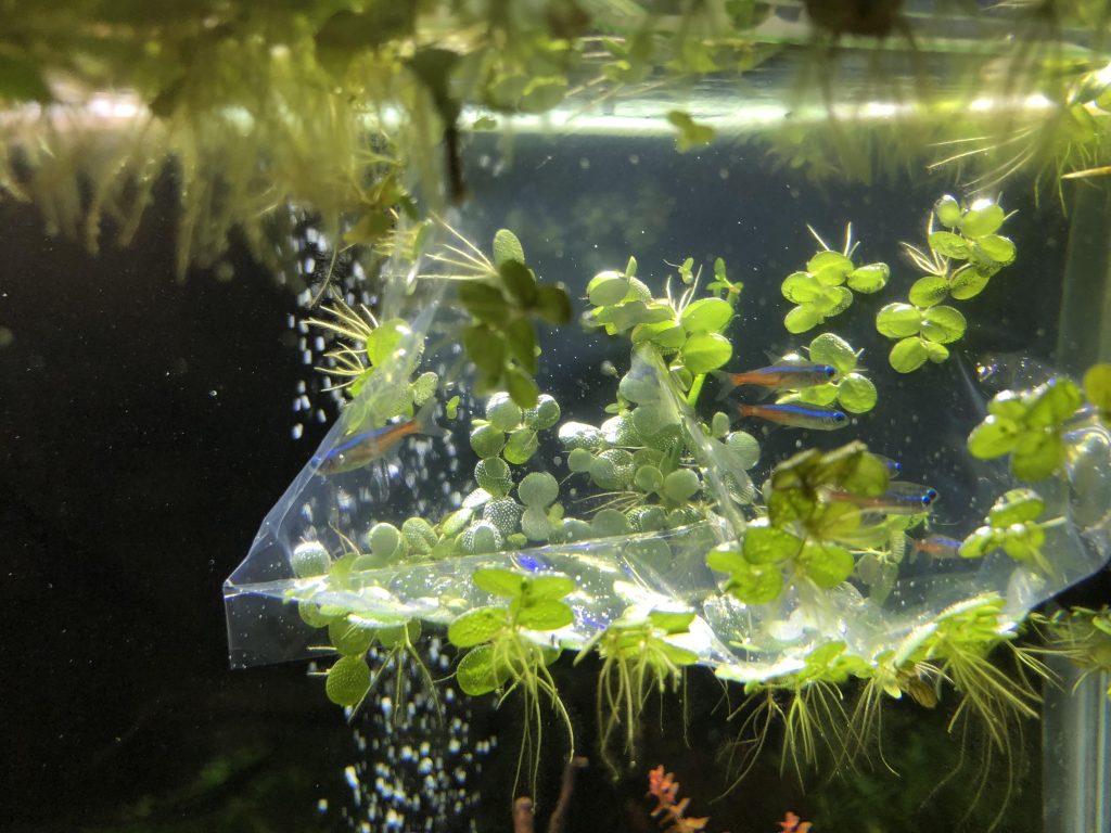 9 Best Floating Aquarium Plants for Beginners  