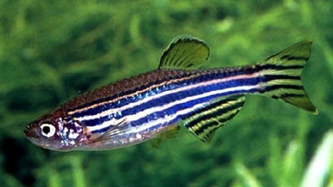 Zebra Danio