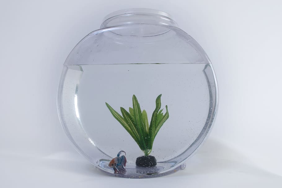 1 gallon fish clearance bowl