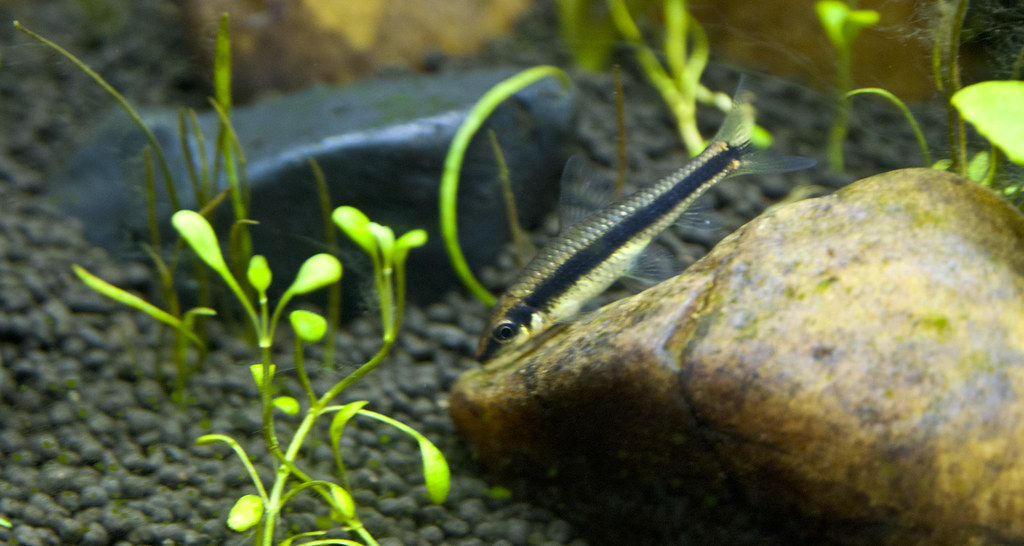 Siamese Algae Eater Complete Buying Guide - FishTankAuthority