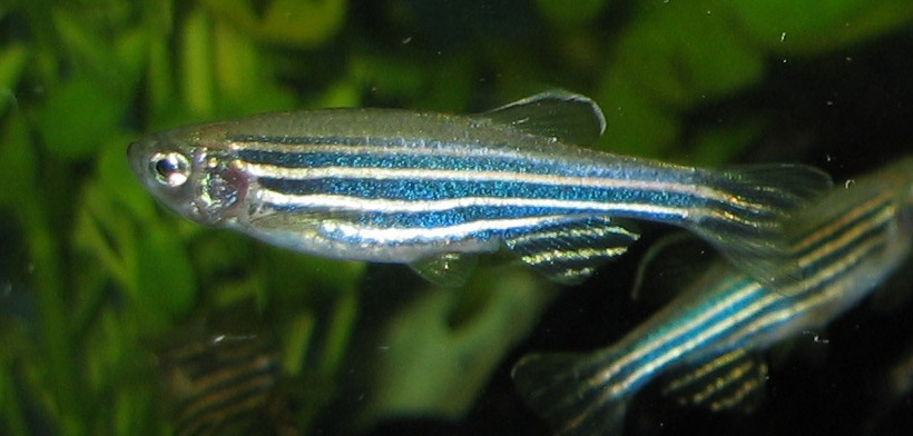 zebrafish danios