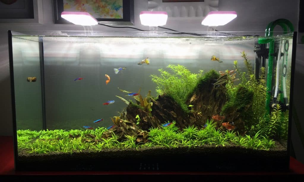 Fish Tank Authority | Equipment