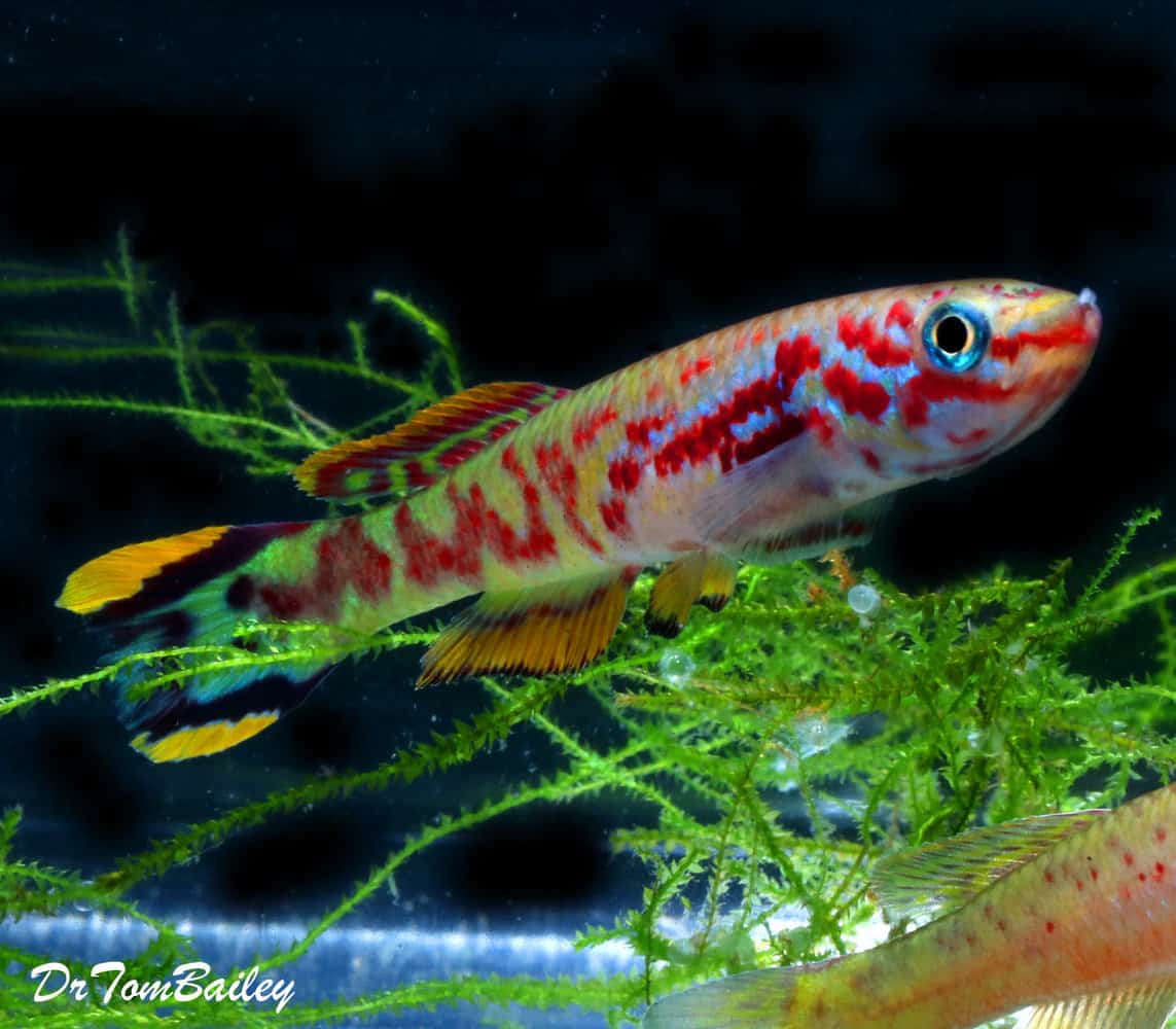 Best Freshwater Fish Combinations Fish Tank Authority