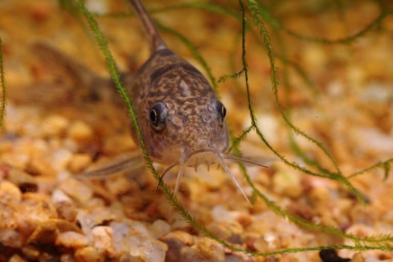 Fish That Don’t Need a Heater