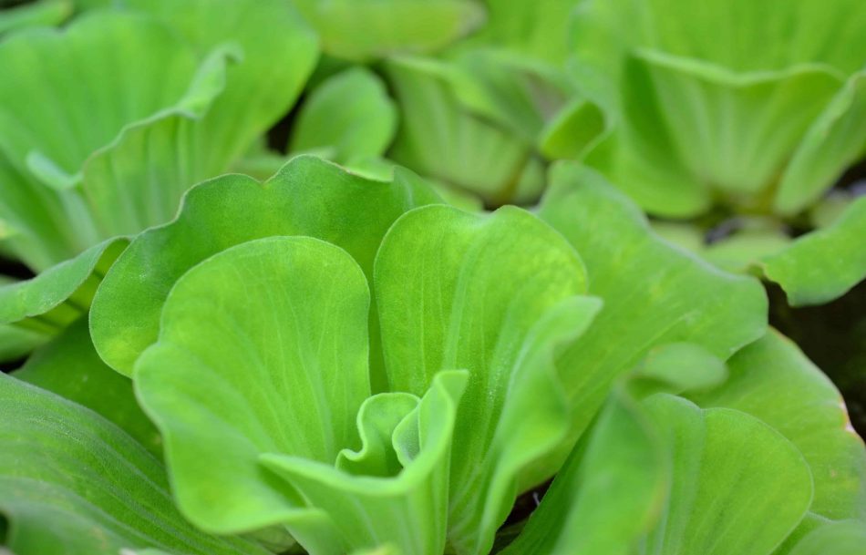 Water Lettuce