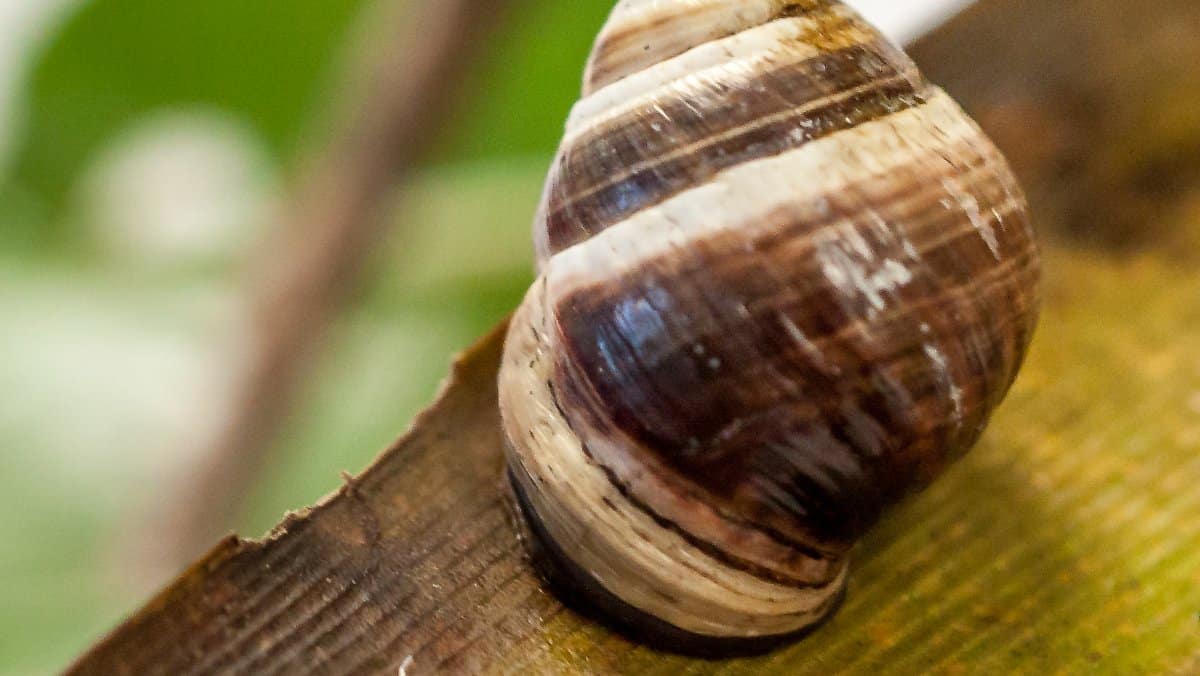 dead snail