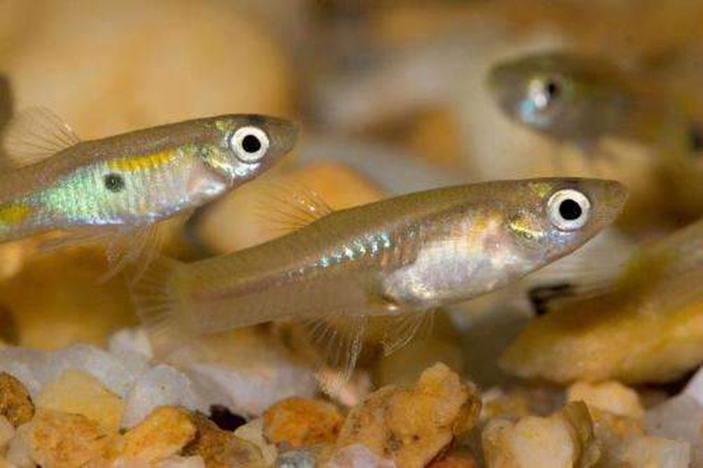 Feeder Guppies