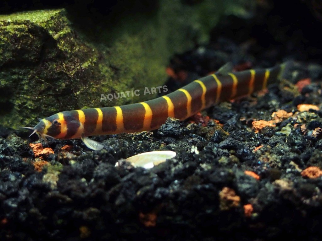 Kuhli Loach hiding in a cave